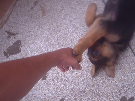 yanka